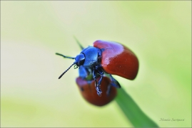 <p>MANDELINKA TOPOLOVÁ (Chrysomela populi) ----- /Chrysomela populi - Pappelblattkäfer/</p>